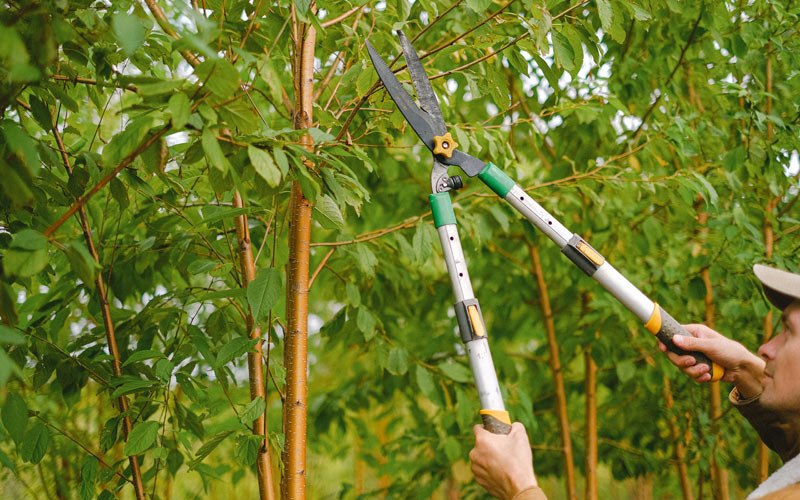 Tree trimming in Palmer, IA